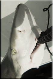 Shark fishing key west