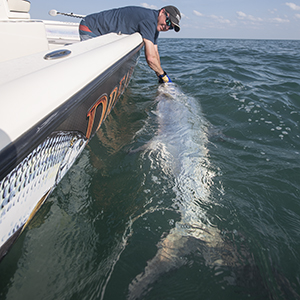 Tarpon Fishing In Key West Guided Charters And Trips