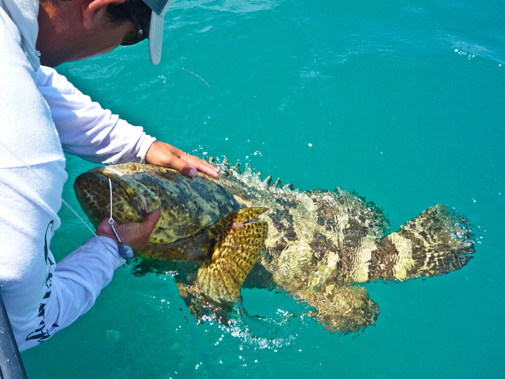 Top ten fish species Goliath grouper