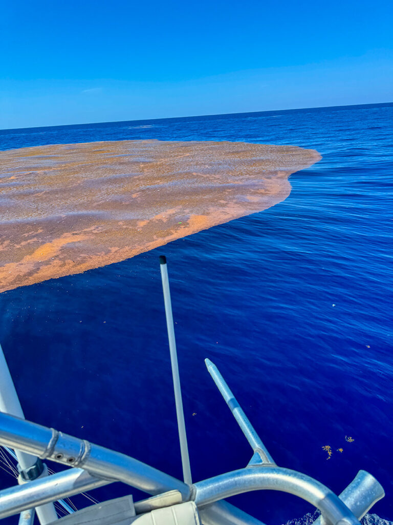 Sargassum Weed Patch