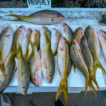 Reef fishing report