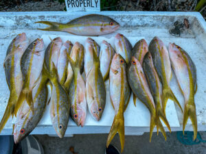 Reef fishing report