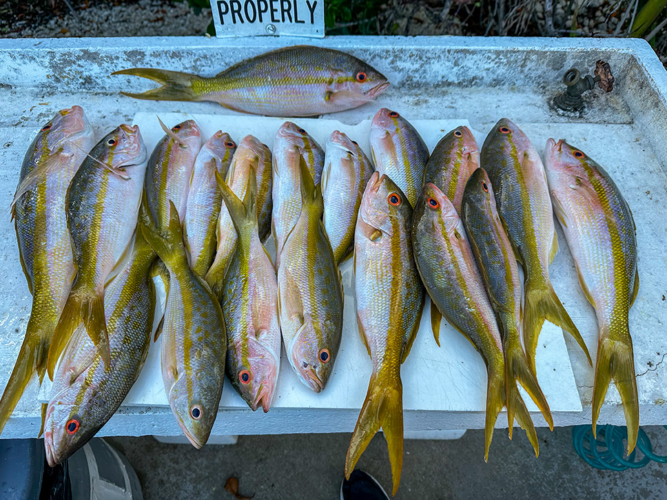Reef fishing report